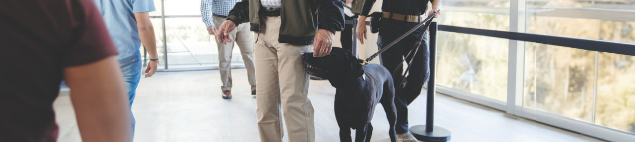 canine