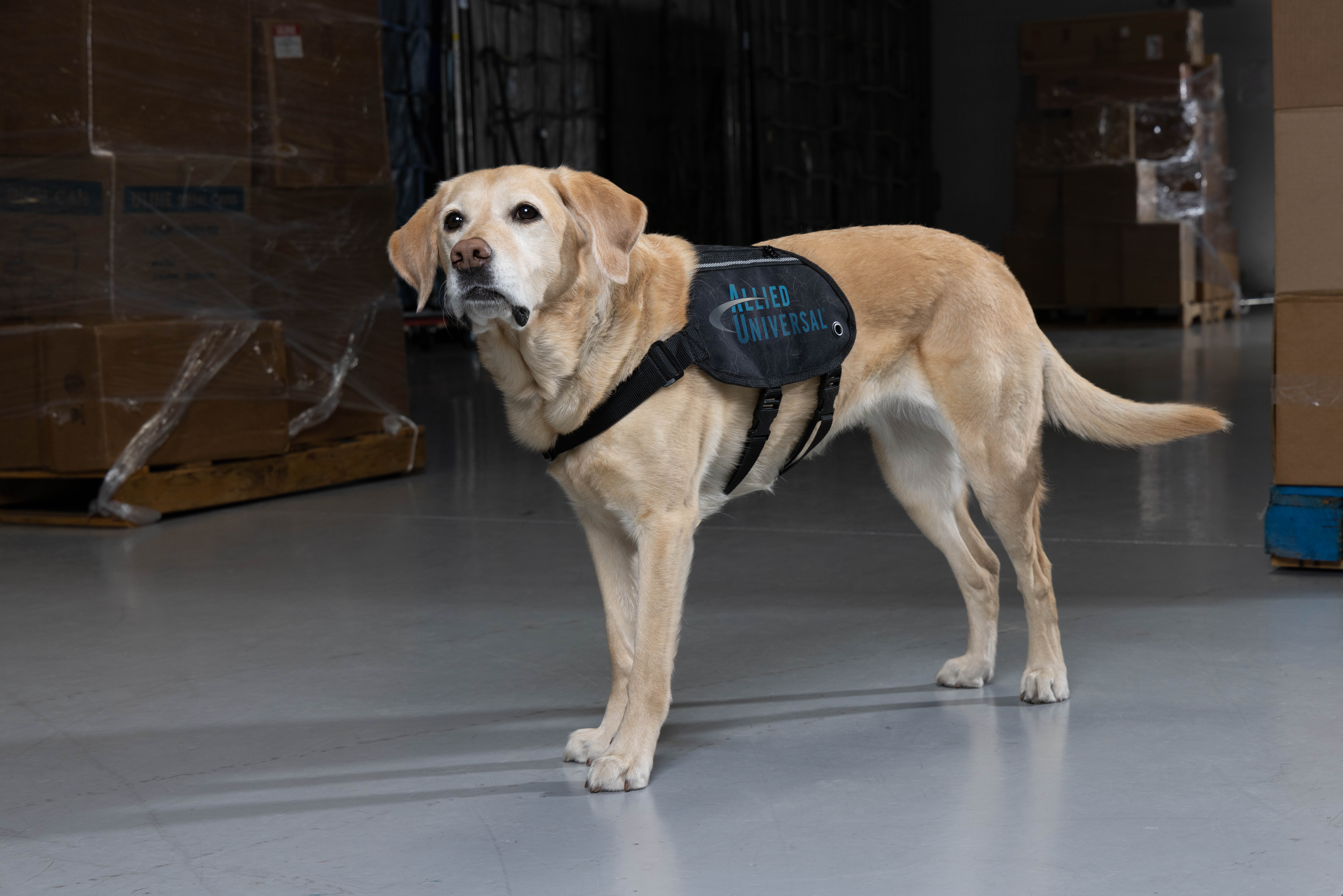 Image of a dog