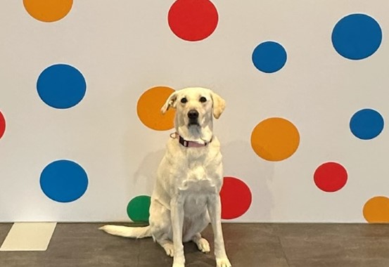 picture of a dog