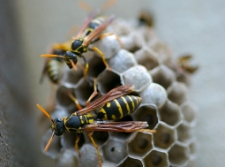 bee on hive