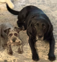 Izzy the Schnauzer & Retired K9 Fuschia