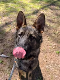 canine_k