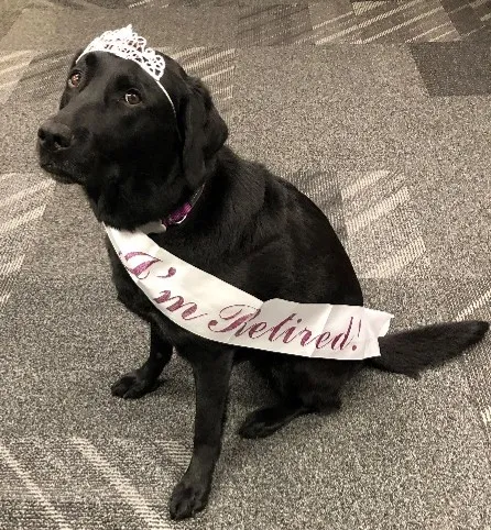 black dog wearing crown and badge