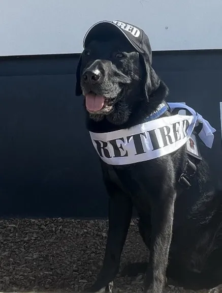 balck dog wearing cap and badge