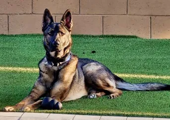 Canine image