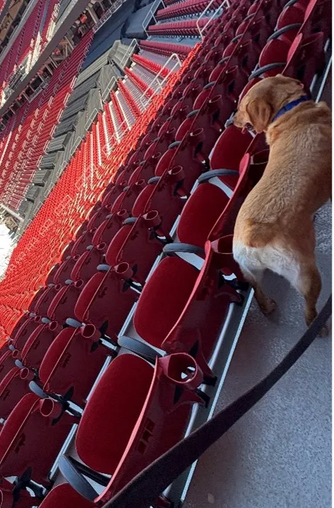 Canine in a stadium