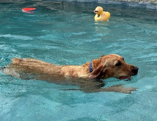 Canine in the swimming pool