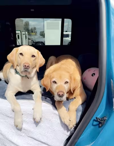 Two dogs