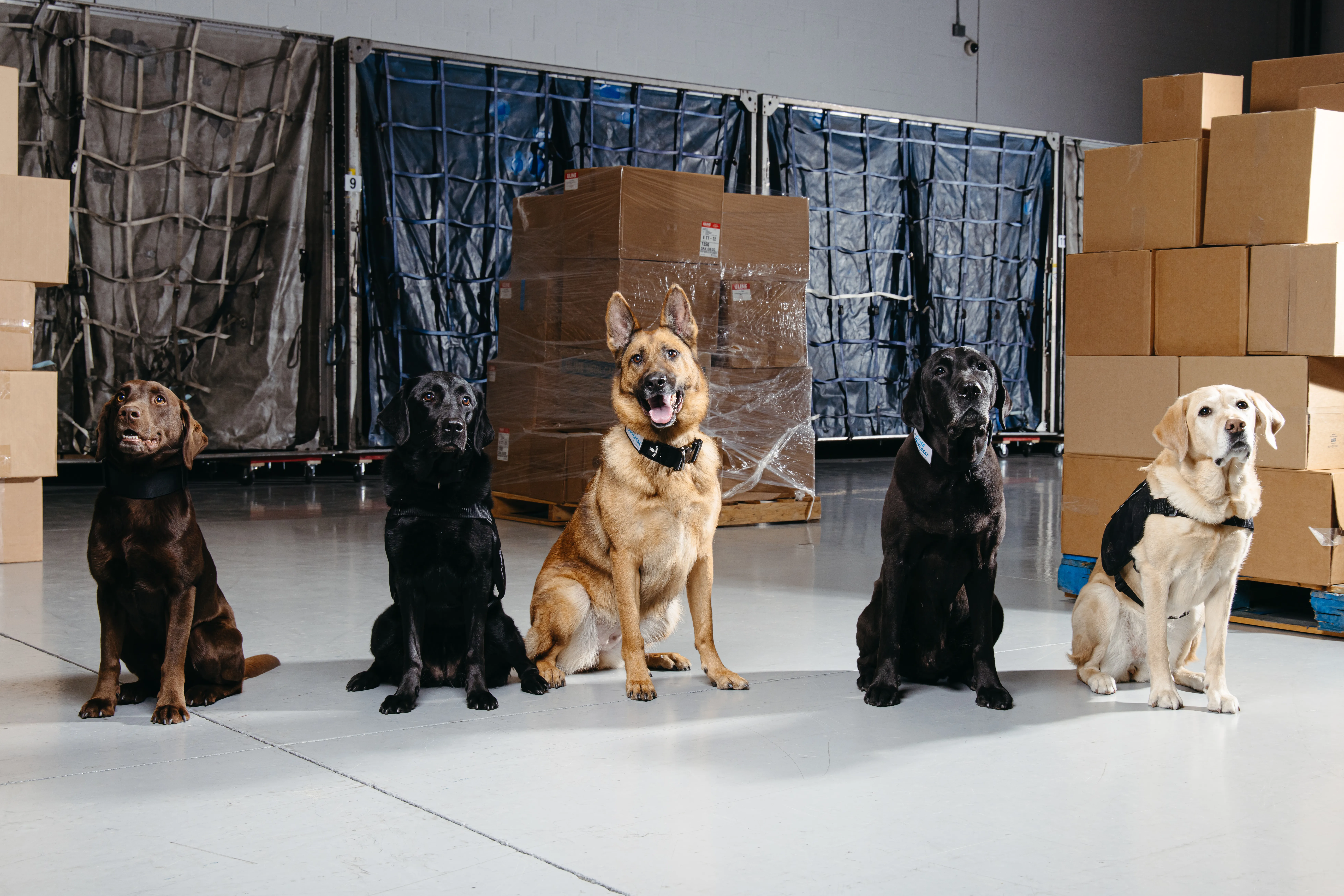 5 canines